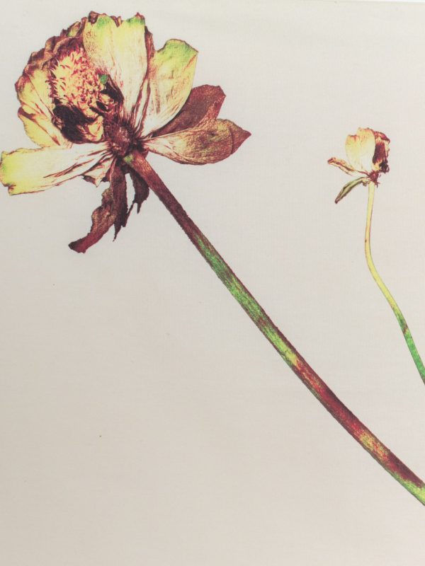 Issey Miyake Pressed Flora Bandana, view 7